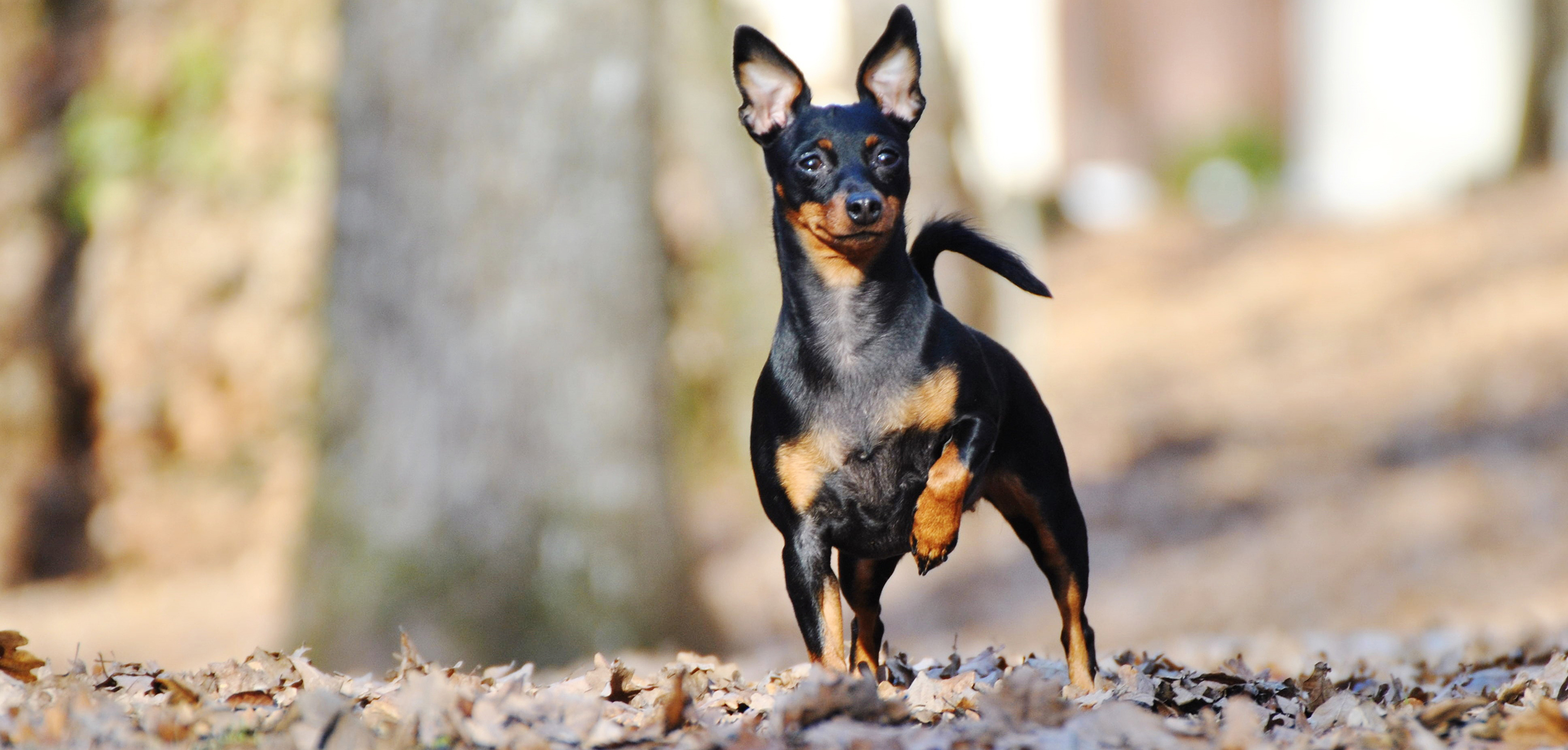 Das Symbolbild zeigt einen Pinscher.Bild: melaniebouba - stock.adobe.com