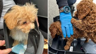Die Polizei entdeckte sieben abgemagerte Hundewelpen.