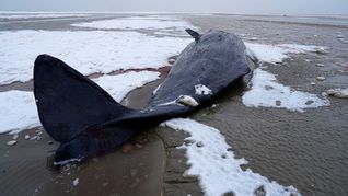 In Dänemark sind mehrere Wale gestrandet.
