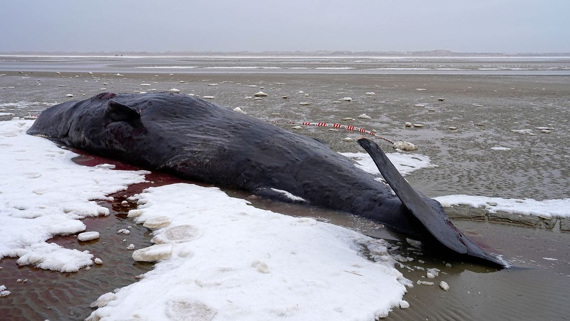 Manchmal verirren sich männliche Wale und geraten in flachere Gewässer.