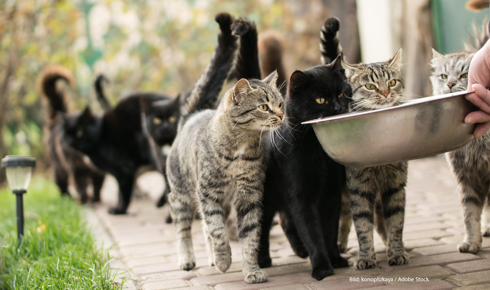 Auch wild lebende Katzen haben Hunger und Durst. Ehrenamtliche Helfer kümmern sich gern um die Miezen. Damit sie aber nicht zu viele werden, gibt es Katzenschutzverordnungen.                     Bild: konoplizkaya / Adobe Stock
 233972519