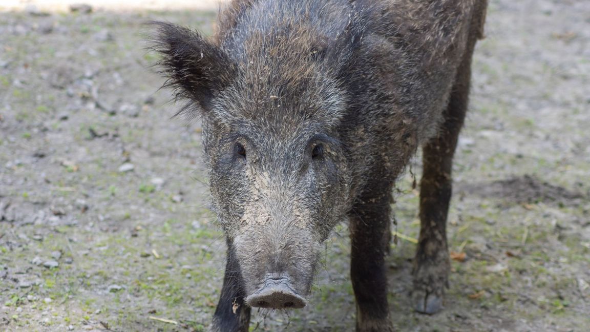 Wildschweine sollte man nicht reizen.