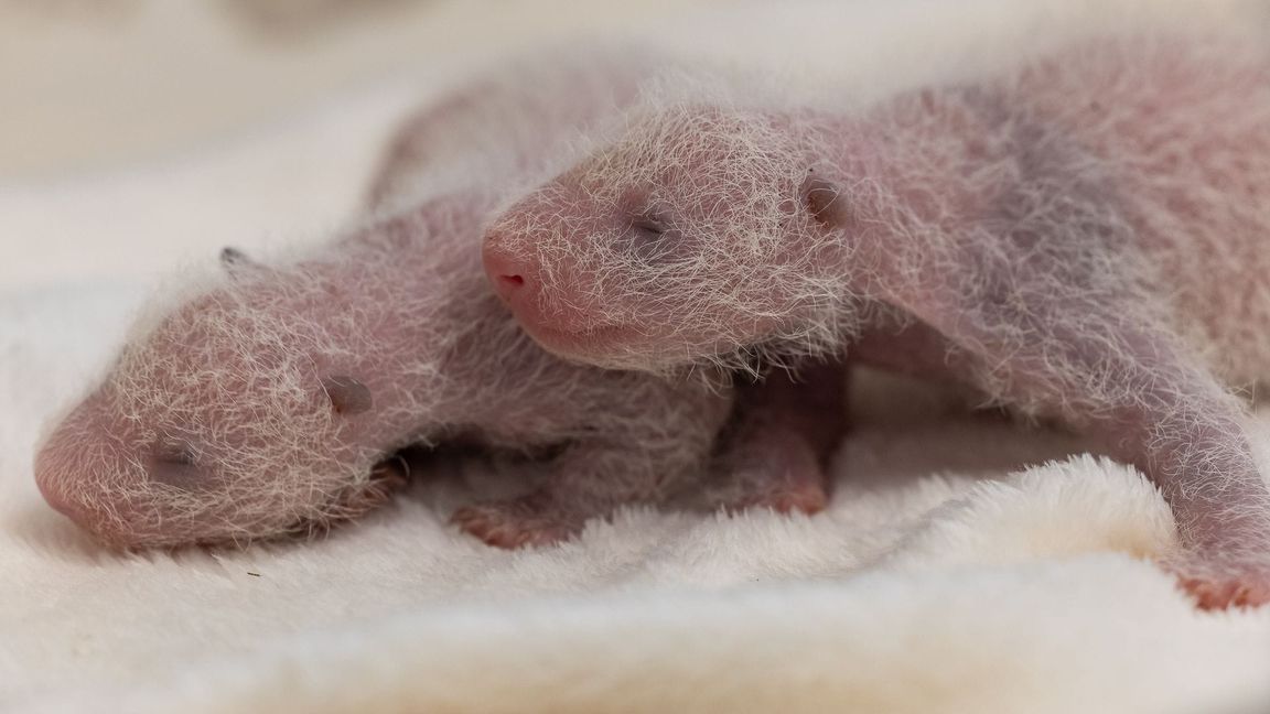 Die Schwestern entwickeln langsam die für Pandas typische schwarz-weiße Färbung.