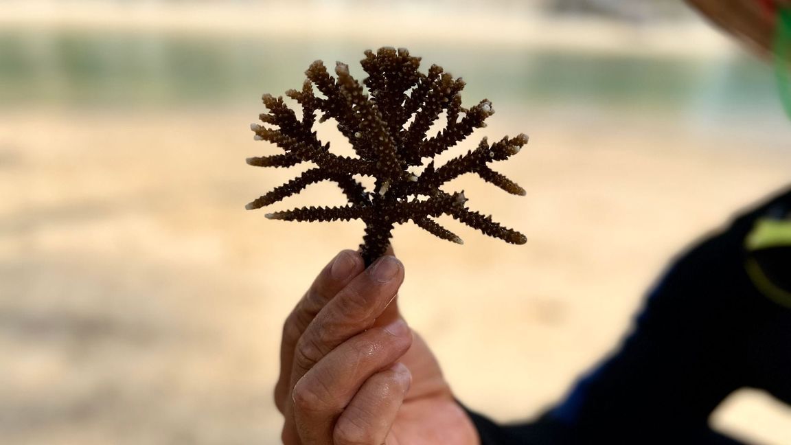 Klein aber oho: Solche