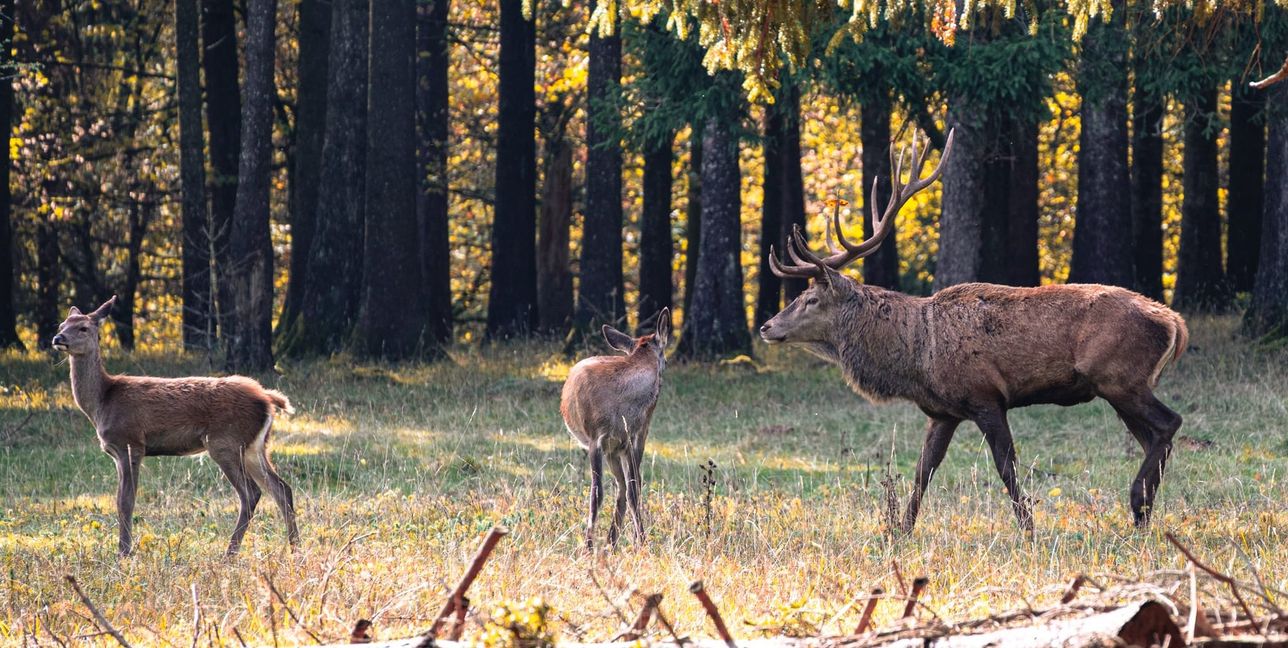 Im Wildgehege an den Eninger Weide lassen sich die Tiere gut beobachten.