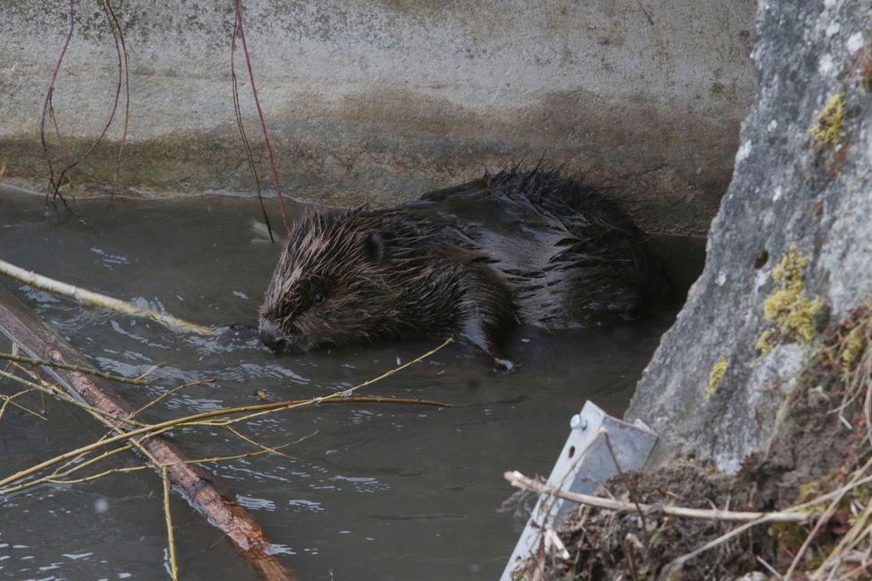 Bei Rohrau gefällt es einem Biber am Krebsbach offenbar ziemlich gut.      Bild: Bäuerle