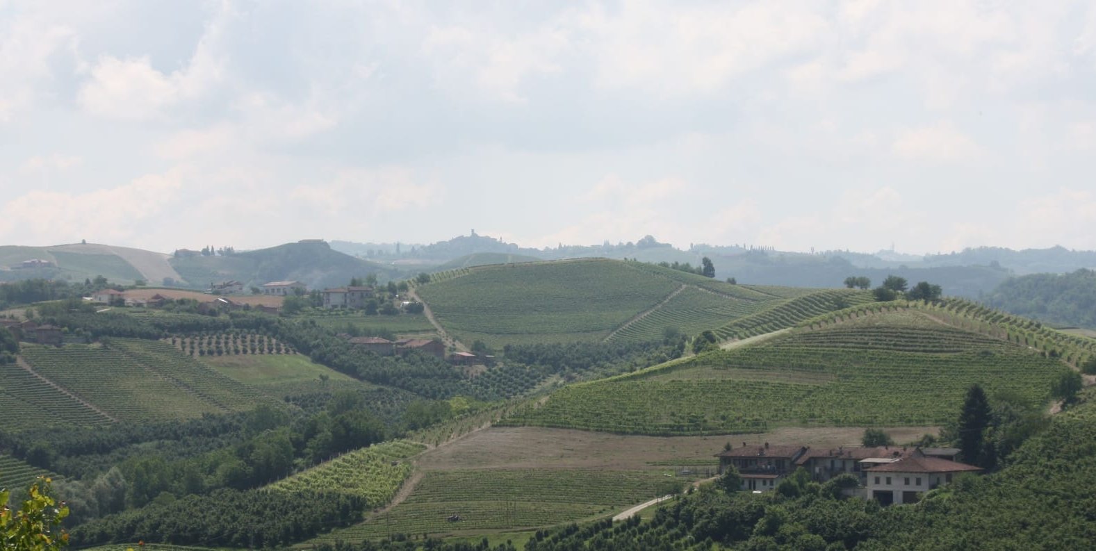 Die Hügellandschaft der Langhe mit ihren Weinbergen.