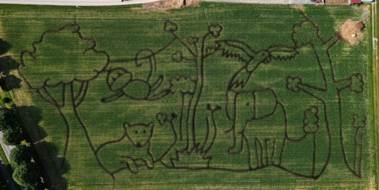 Das Luftbild zeigt das aktuelle Renninger Maislabyrinth von oben.