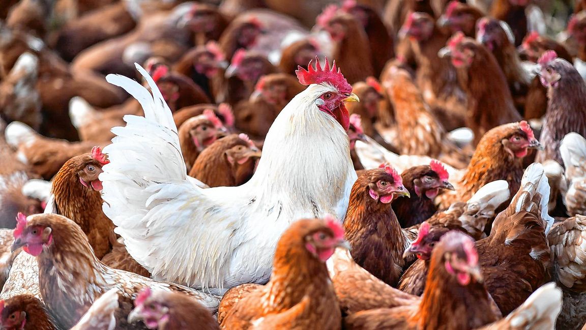 Eine 59 Jahre alte Person sei in Mexiko-Stadt am 25. April nach einer Infektion mit dem Virus A(H5N2), einem Vogelgrippe-Subtyp, gestorben, heißt es in einer Mitteilung der WHO.