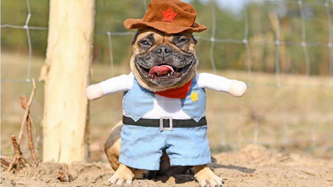 Französische Bulldogge als Sheriff verkleidet: Das ist weder lustig noch  artgerecht, sondern einfach nur saublöd!