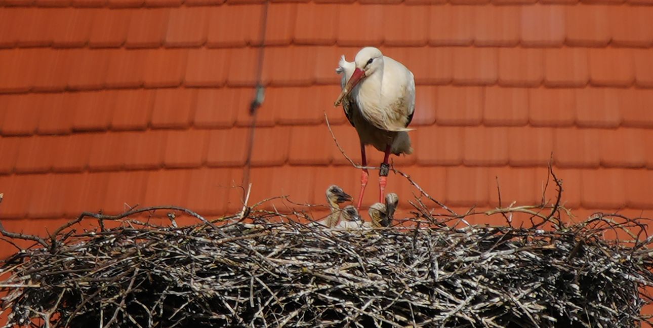 Das Storchennest an der Weil der Städter Stadtmauer ist wieder belegt, und vier Jungstörche wurden dort geboren.