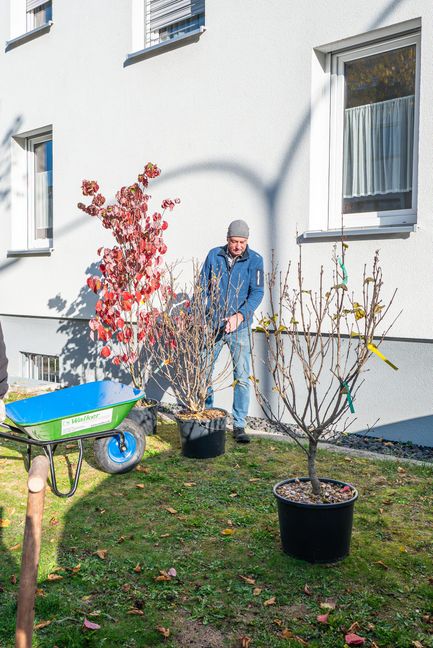 Blühende Büsche sollen den Vorgarten der Pfarramts verschönern.