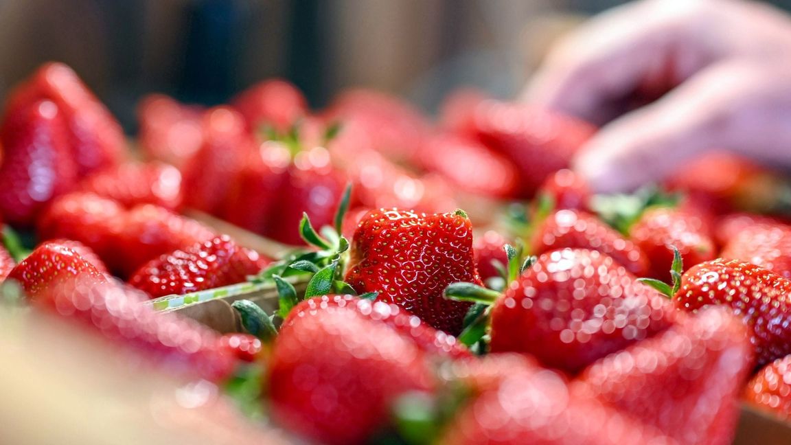 Rund 100.000 Tonnen Erdbeeren werden jedes Jahr in Deutschland geerntet.