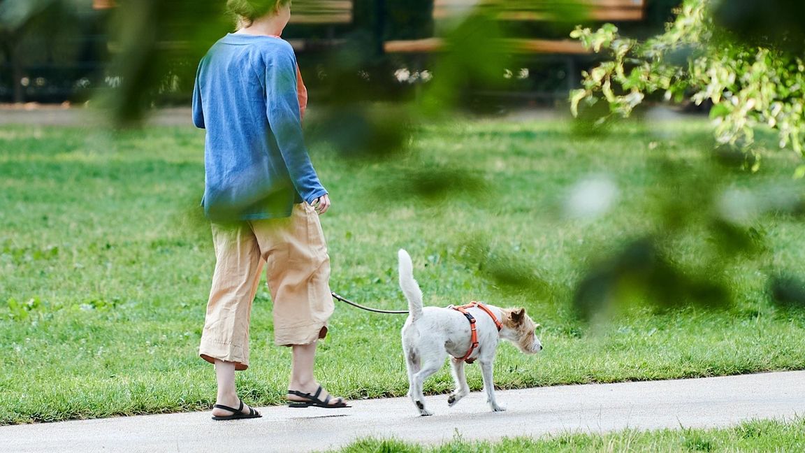 Vierbeiner als Schritt-Motivator: Wer einen Hund hält, macht durch das mehrmals tägliche Gassigehen automatisch mehr Schritte. (Illustration)