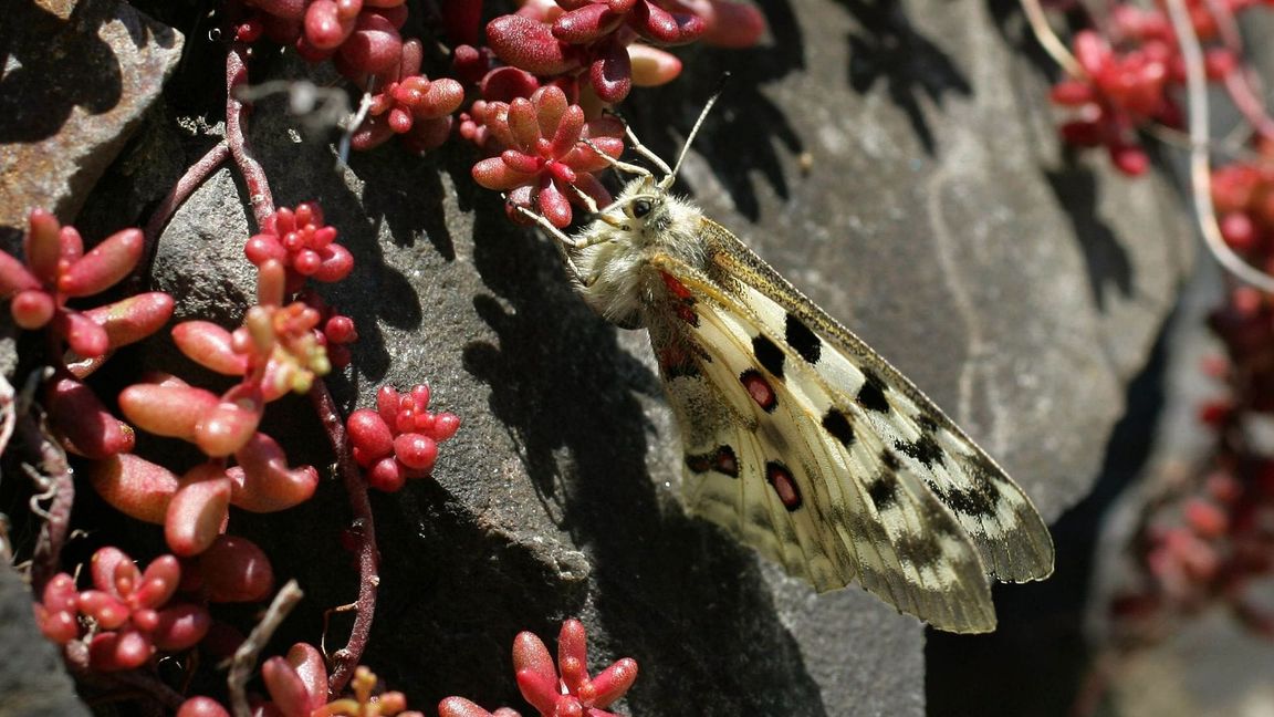 Der Apollofalter ist vom Aussterben bedroht (Archivbild).