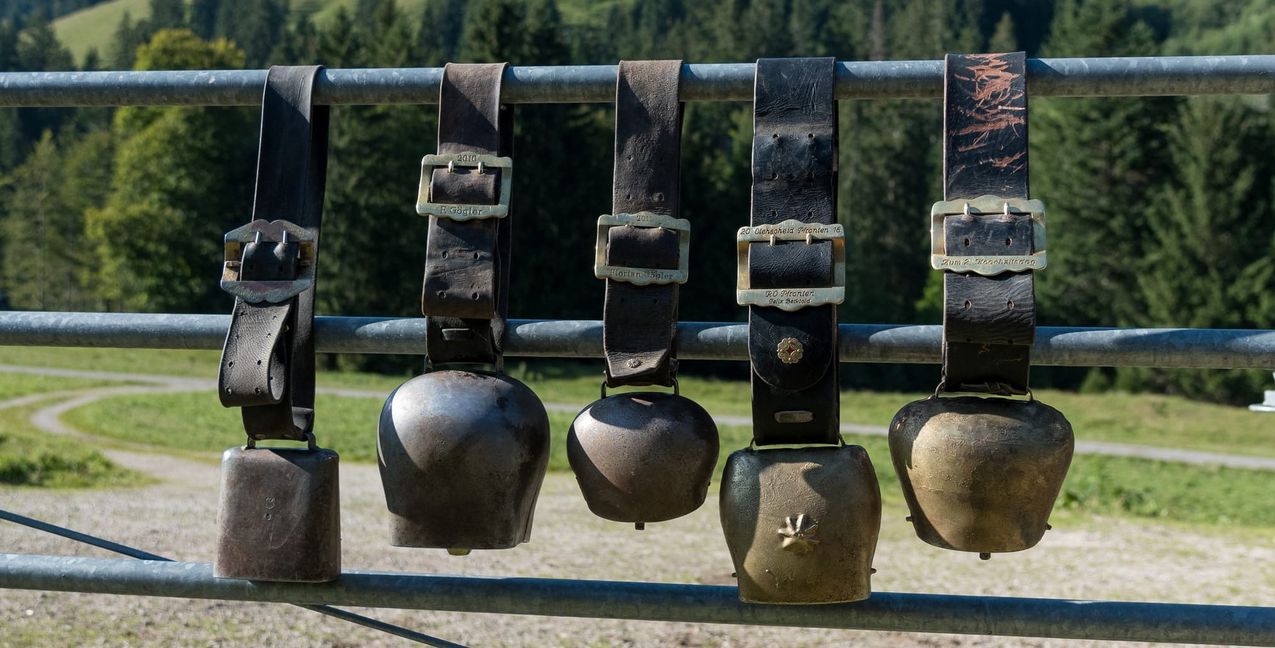 Scheidschellen zieren die Kühe beim Almabtrieb.