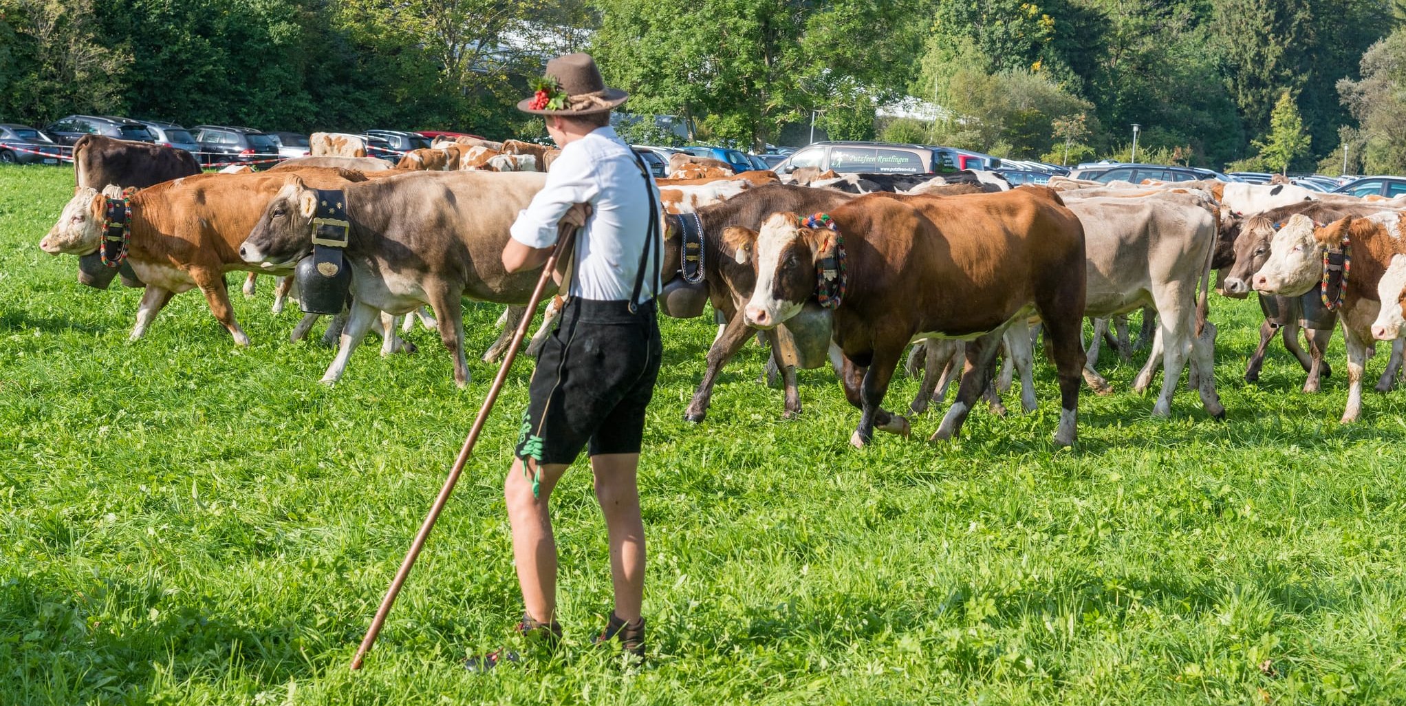 Geschafft: Die Tiere sind am Festplatz.