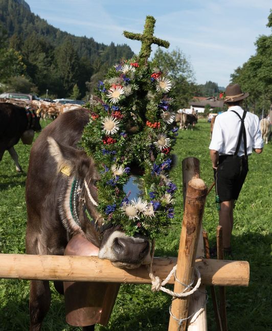Bin ich nicht schön? Das Kranzrind zeigt sich von seiner besten Seite.