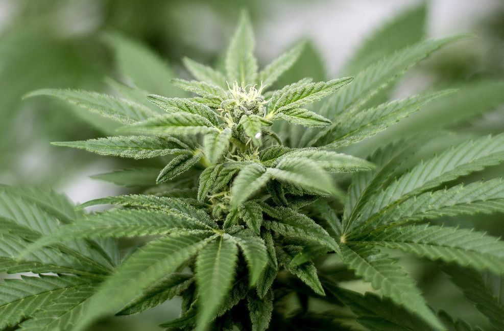 Cannabis-Besitzer müssen voraussichtlich weniger Strafverfolgung fürchten. Foto: dpa/Matt Masin