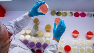 Im Labor des Landesamts für Landwirtschaft, Lebensmittelsicherheit und Fischerei in Rostock untersucht ein Mitarbeiter Trägerplatten mit dem Bakterium bacillus cereus. Anhand der Proben können Mitarbeiter die Art und Anzahl von Keimen bei getesteten Lebensmitteln bestimmen. Derzeit werden verstärkt Proben auf Ehec untersucht.