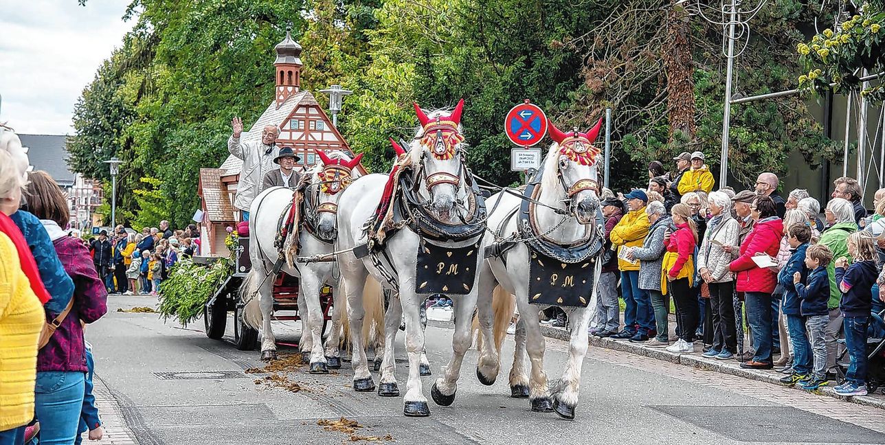 Pferde, die am Maichinger Rosstag teilnehmen, müssen festzugserprobt sein.