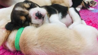 Drei Wochen alte Beagle-Welpen: Hunde-Mütter erkennen ihren eigenen Nachwuchs am Gewimmer und reagieren dabei besonders auf die Geräusche der Kleinsten.