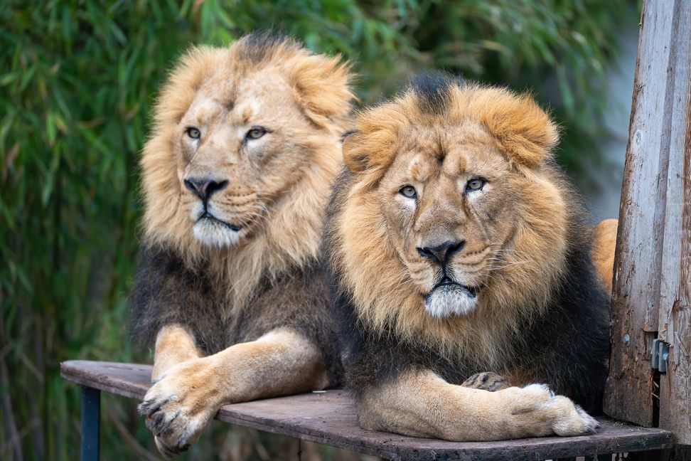 Die asiatischen Löwen Kajal und Shapur.

Bild: Wilhelma Stuttgart