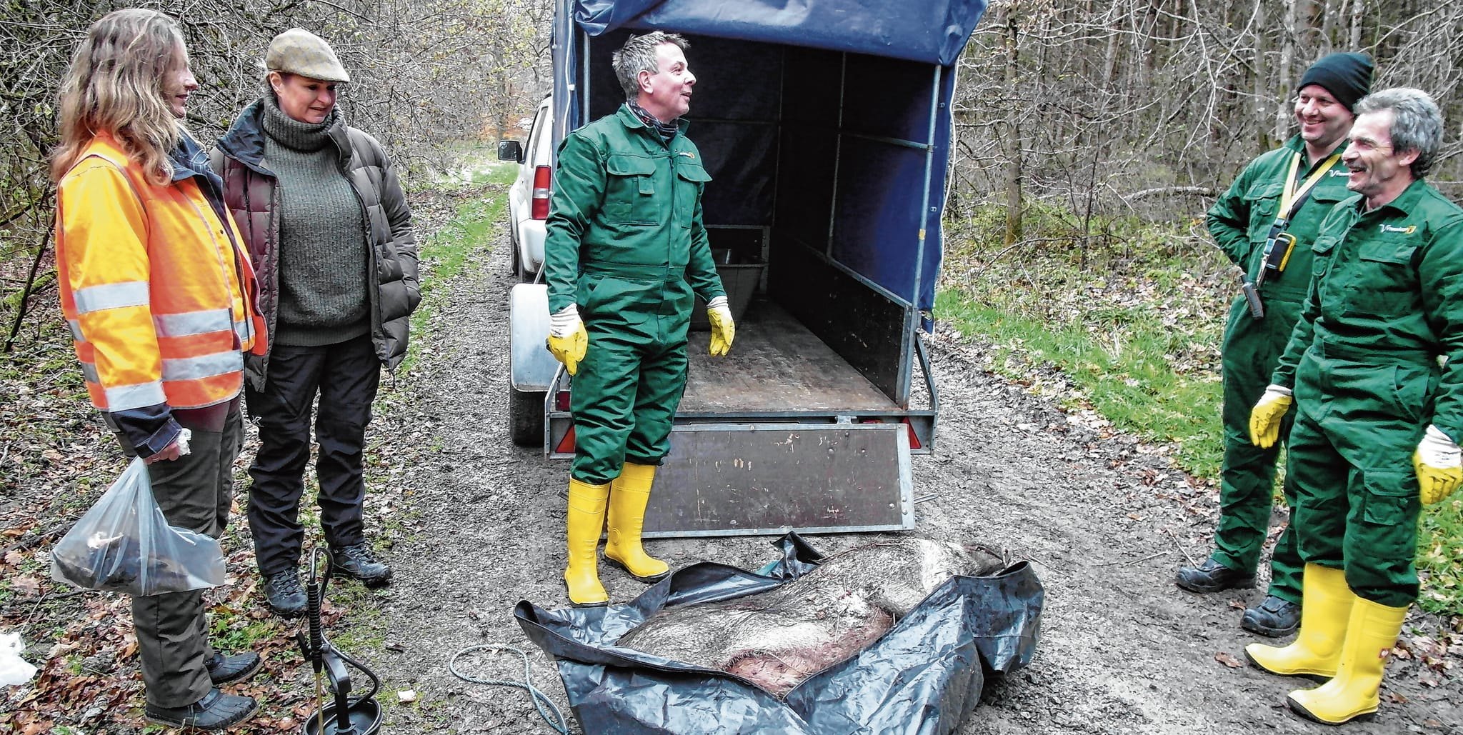 Die fachgerechte Bergung und der Abtransport von Wildschweinkadavern ist bei der Bekämpfung der Afrikanischen Schweinepest immens wichtig - im Kreis Böblingen übernehmen dies ehrenamtliche Bergeteams, die im Landratsamt angesiedelt sind und sich zum großen Teil aus Mitgliedern der Freiwilligen Feuerwehren des Landkreises Böblingen rekrutieren.