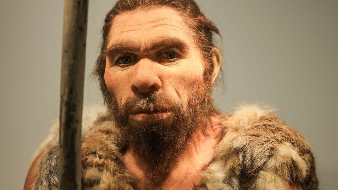 So könnte er ausgesehen haben: Die Rekonstruktion im LVR-Landesmuseum Bonn zeigt den 1856 entdeckten Neandertaler.