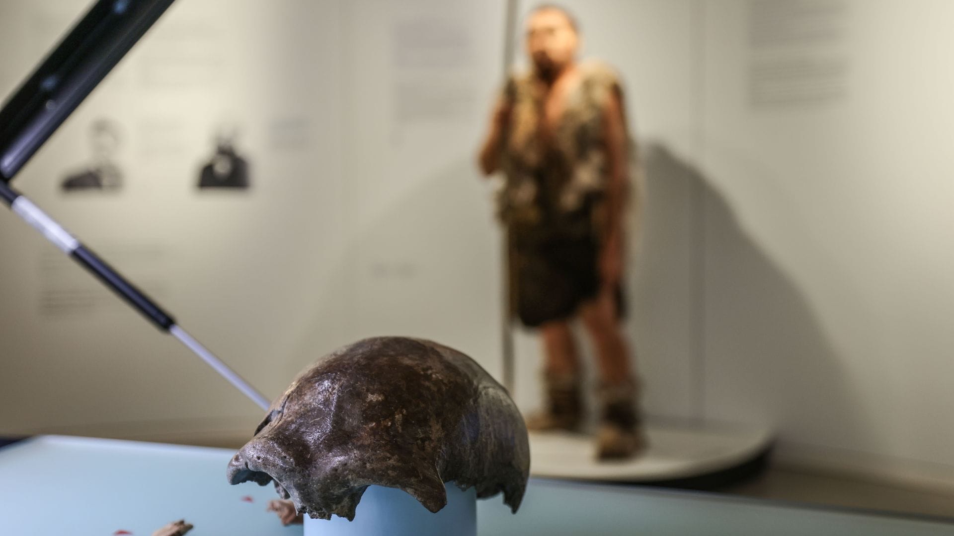 Die Schädeldecke ist das bedeutendste Fundstück, das dem 42 000 Jahre alten Frühmenschen aus dem Neandertal bei Düsseldorf zugeordnet werden kann.