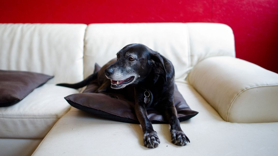 Hunde erleben das im Fernsehen Gezeigte aktiv mit. (Symbolfoto)
