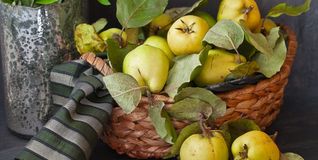 Quitten gehören zu den ältesten Obstsorten. Bild: Brigitte Bonaposta/Adobe Stock
