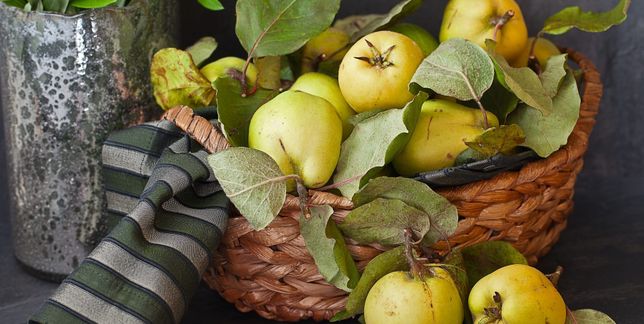 Quitten gehören zu den ältesten Obstsorten. Bild: Brigitte Bonaposta/Adobe Stock