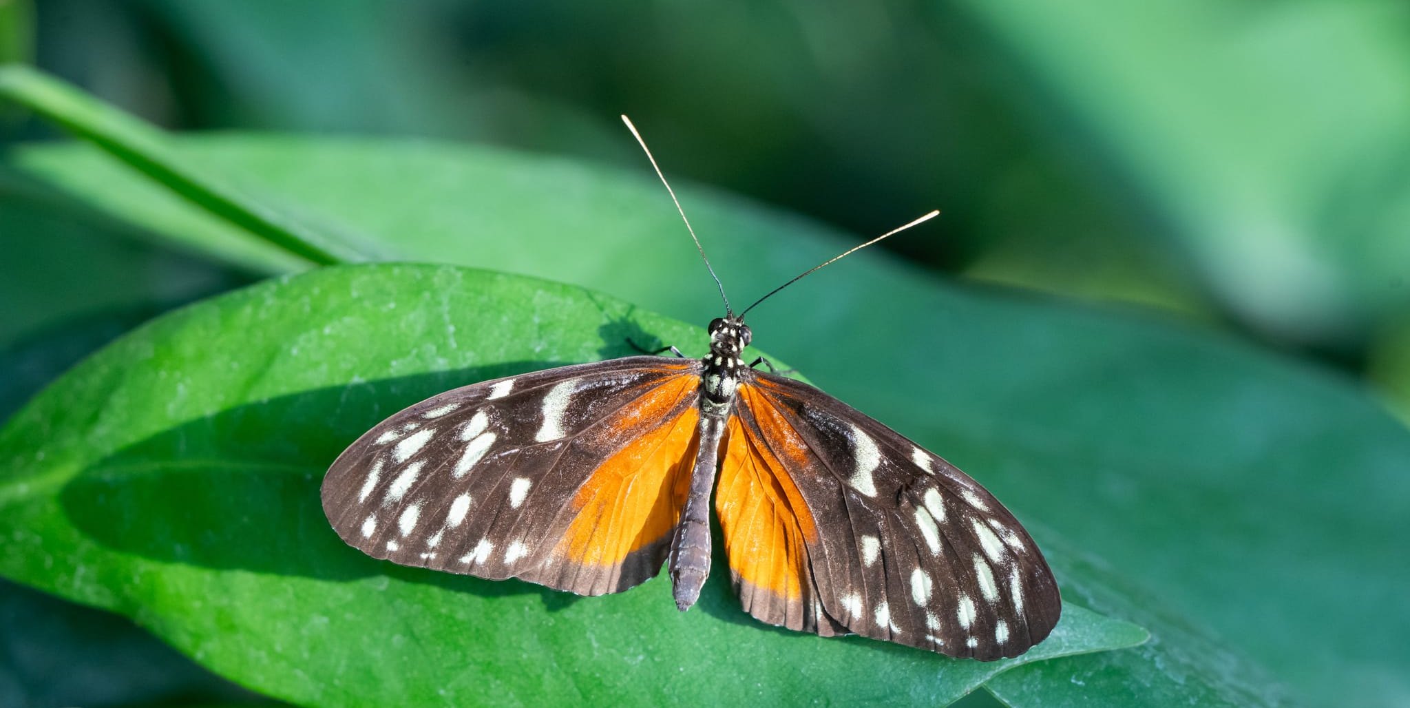 Ein Tiger-Passionsblumenfalter (Heliconius hecale) genießt das Sonnenlicht.