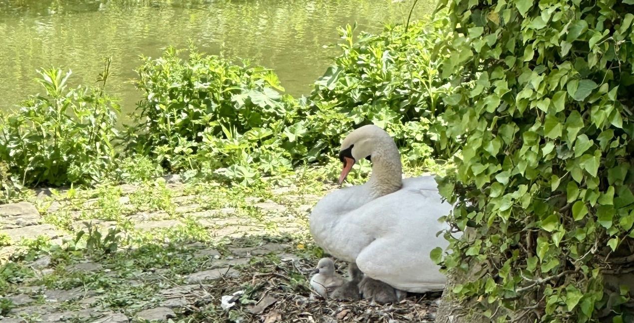 Gretel beschützt ihren Nachwuchs im Nest.