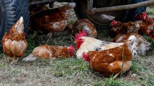 Hühner im Südwesten dürfen weiterhin ins Freie.