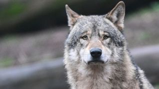 Welcher Wolf für die Risse verantwortlich ist, ist laut Ministerium bislang noch unklar. (Symbolbild)
