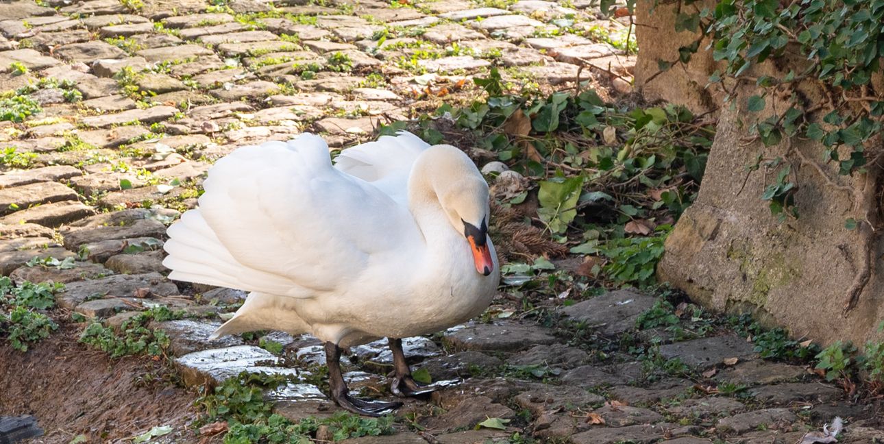 Die beiden Eier im Nest werden stets bewacht.