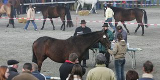Wer hat das schönste Pferd?