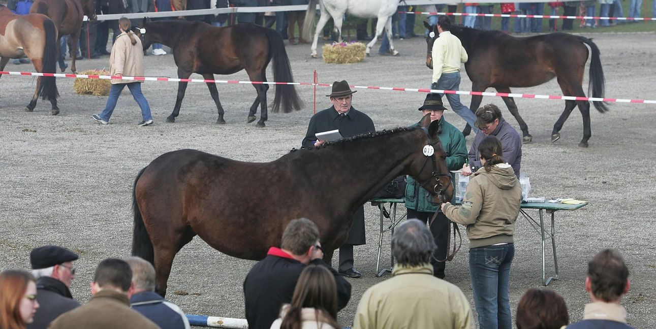 Wer hat das schönste Pferd?
