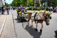 Rund 3500 Besucher wollten sich den Maichinger Rosstag nicht entgehen lassen.