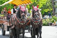 Rund 3500 Besucher wollten sich den Maichinger Rosstag nicht entgehen lassen.