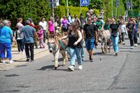 Rund 3500 Besucher wollten sich den Maichinger Rosstag nicht entgehen lassen.
