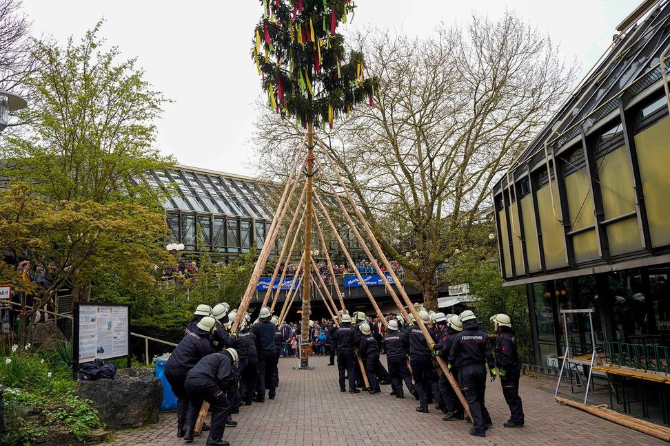 Das Maibaumstellen gehört zu den kreisweit beliebten Maichinger Traditionen.