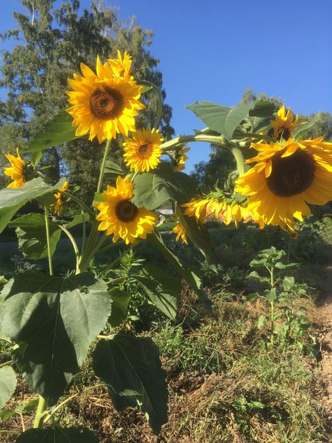 Nicht alle Samen entwickleten sich zu Sonnenblumen in Holzgerlingen. Bild: z