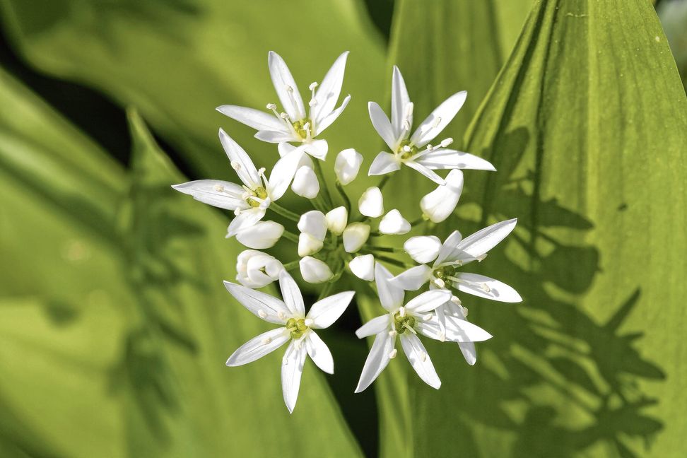 Die Saison endet mit der Blütezeit des Bärlauchs, etwa Anfang Mai. Er wächst zwar auch noch danach, aber ernten sollte man ihn dann nicht mehr.