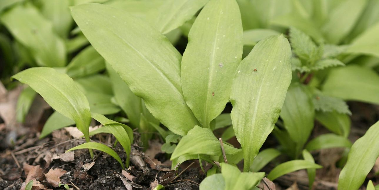 Die Bärlauch-Saison beginnt ungefähr Mitte März. Dann sprießen die saftigen, nach Knoblauch riechenden Blätter aus der Erde. Bild: NABU/H.May