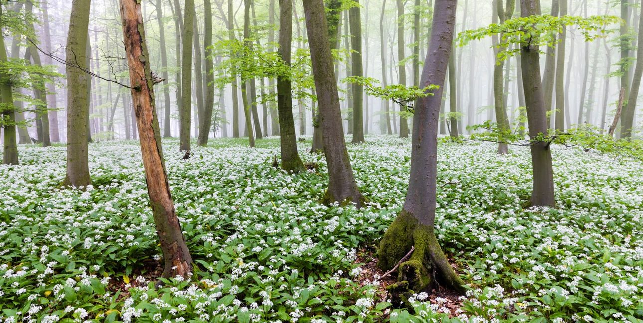 An sonnigen Frühjahrstagen verströmt der Bärlauch oft einen würzigen Geruch nach Knoblauch.