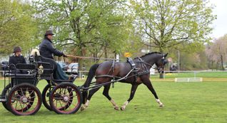 In Renningen an der Gottfried-Bauer-Straße gibt es das einzige Fahrturnier im Pferdesportkreis Böblingen. Bild: Häusler