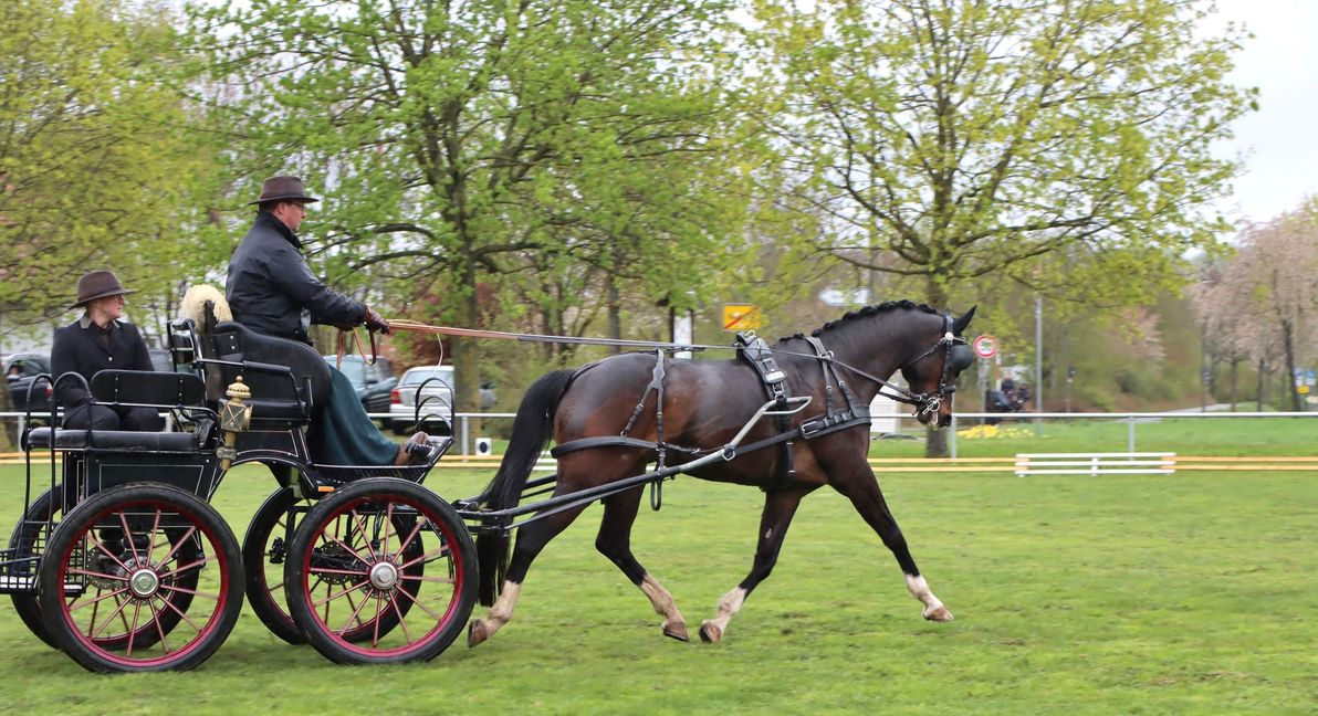 In Renningen an der Gottfried-Bauer-Straße gibt es das einzige Fahrturnier im Pferdesportkreis Böblingen. Bild: Häusler
